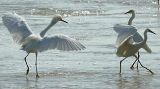 Aigrette neigeuse