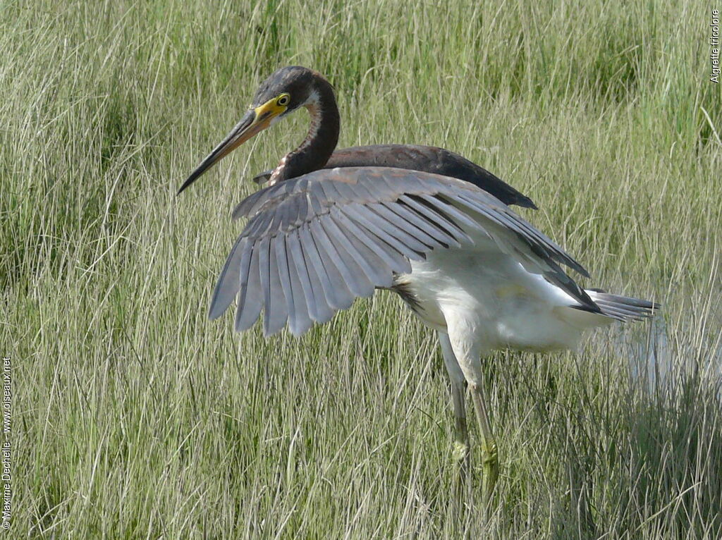 Aigrette tricolore