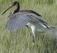 Tricolored Heron