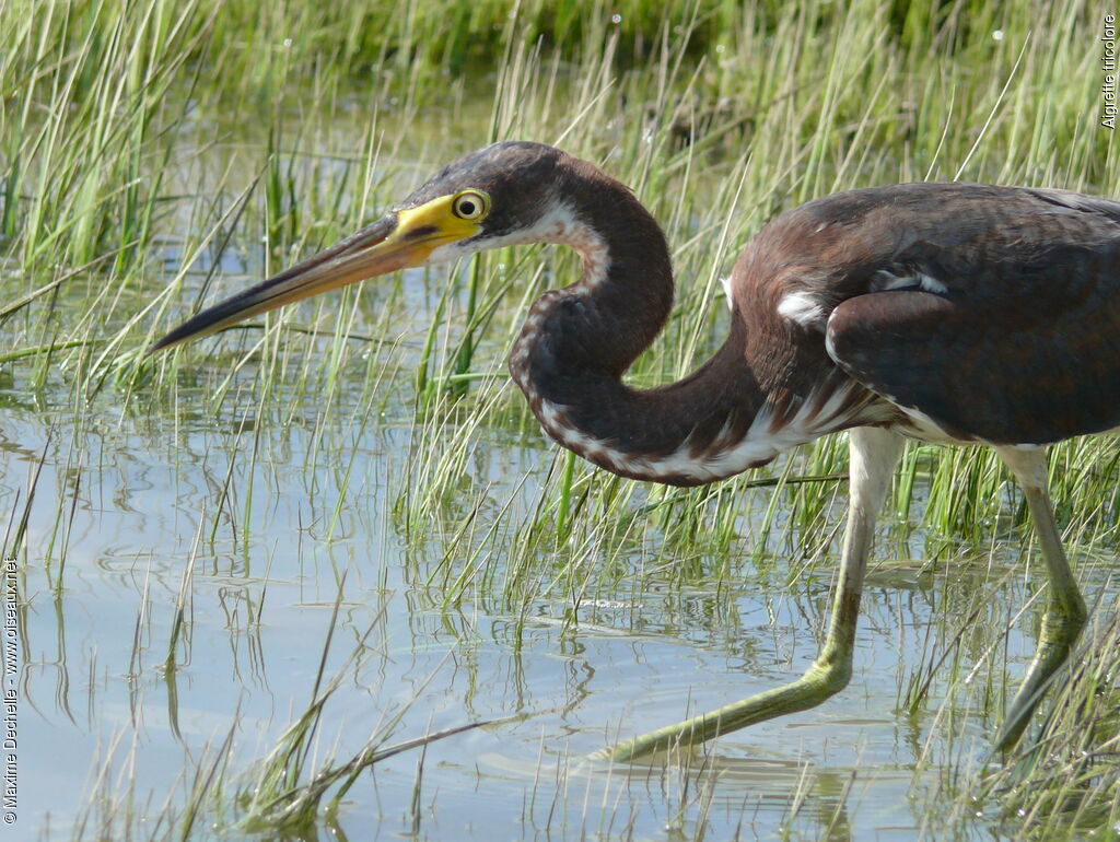 Tricolored Heron