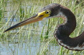 Tricolored Heron