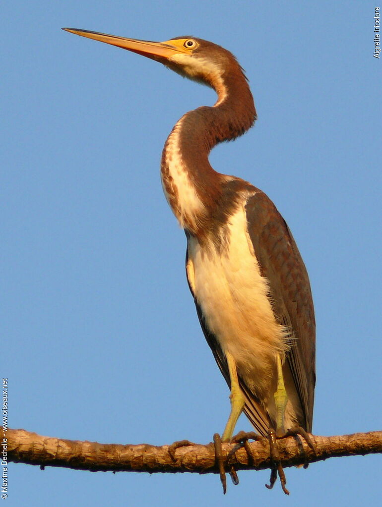 Aigrette tricolore, identification