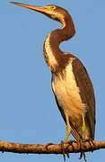 Tricolored Heron