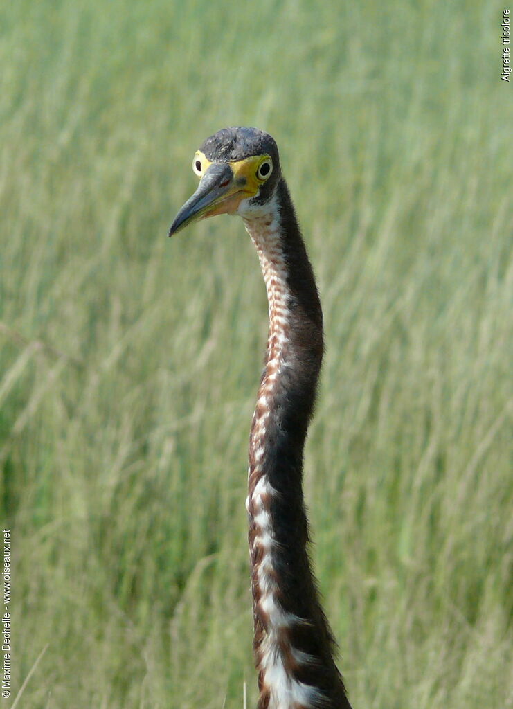 Tricolored Heron, identification