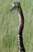 Tricolored Heron