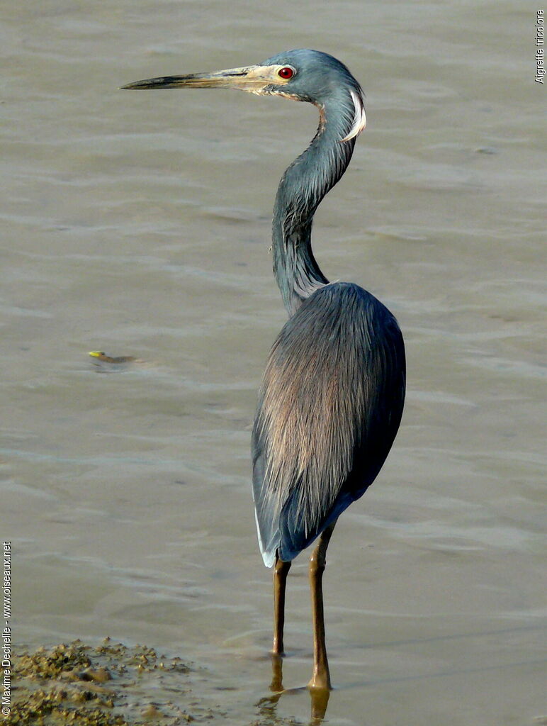 Aigrette tricoloreadulte nuptial, identification