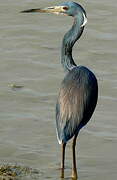 Tricolored Heron