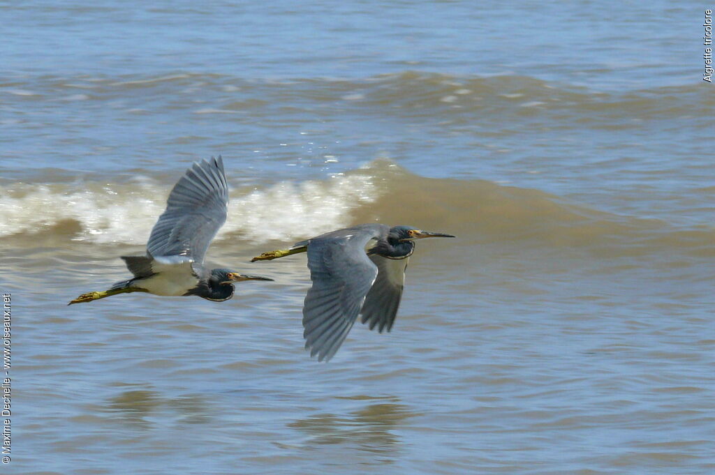 Tricolored Heron, Flight