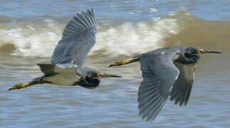 Tricolored Heron