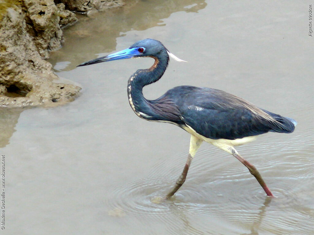 Aigrette tricoloreadulte nuptial, identification