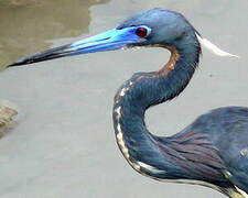 Aigrette tricolore