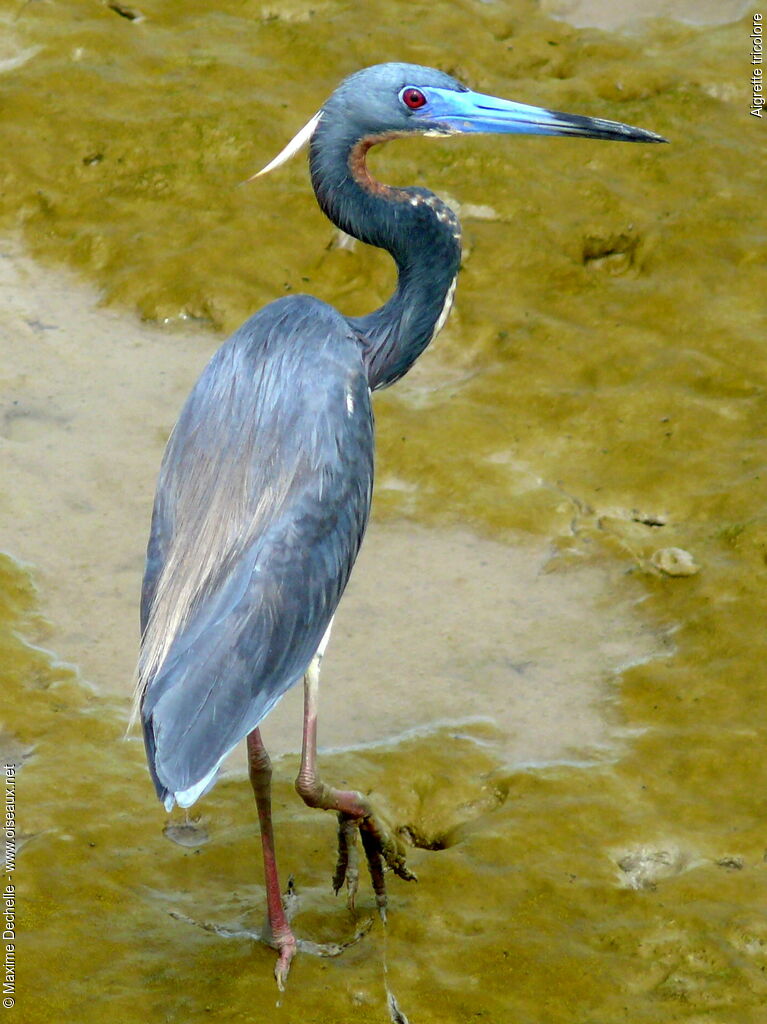 Tricolored Heronadult breeding, identification