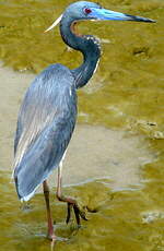 Aigrette tricolore