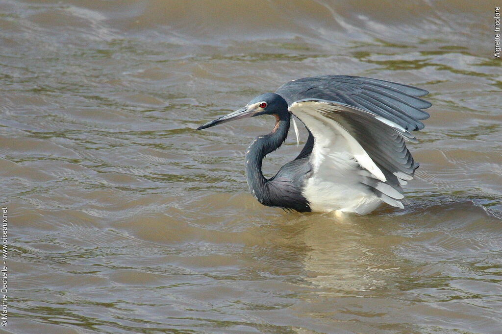 Tricolored Heronadult breeding, Behaviour