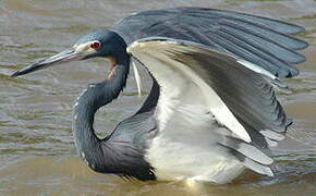 Tricolored Heron