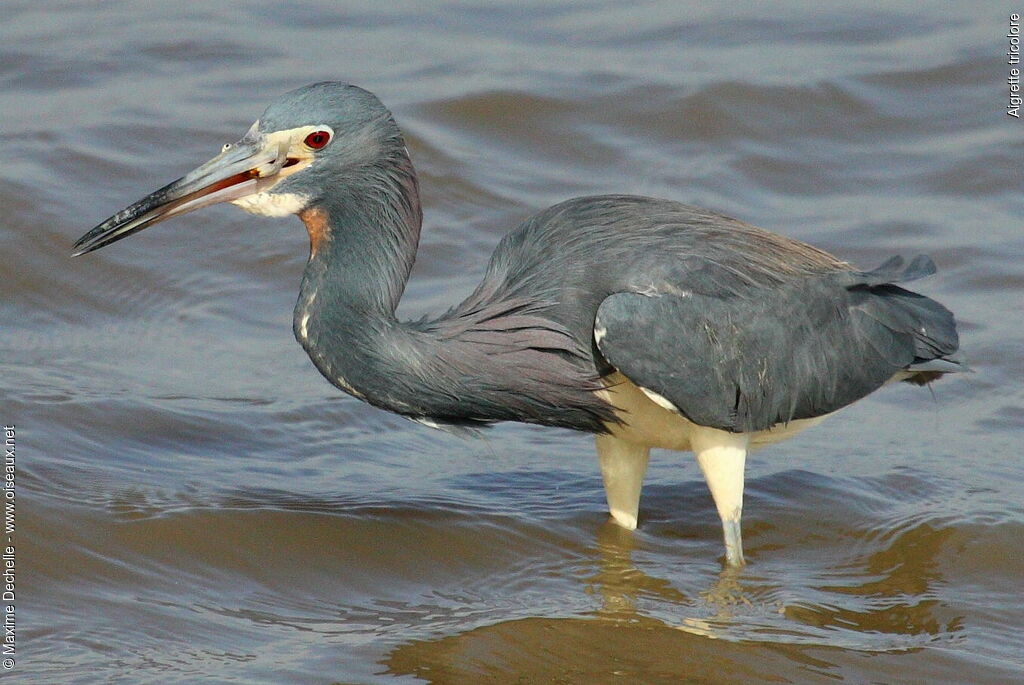 Tricolored Heronadult breeding, identification, feeding habits