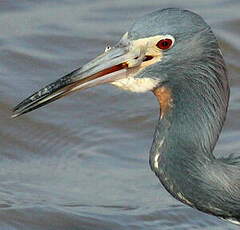 Aigrette tricolore