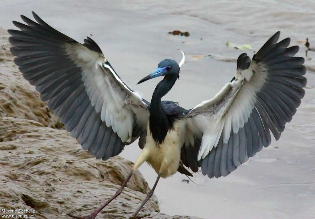 Tricolored Heronadult breeding, aspect, pigmentation, Flight