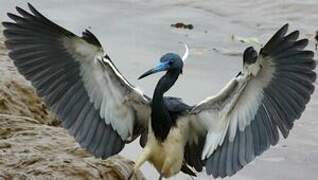 Tricolored Heron