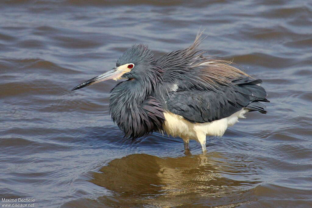 Tricolored Heronadult breeding, close-up portrait