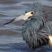 Aigrette tricolore