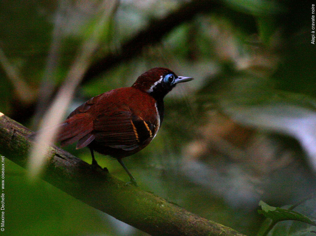 Ferruginous-backed Antbirdadult