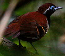 Ferruginous-backed Antbird