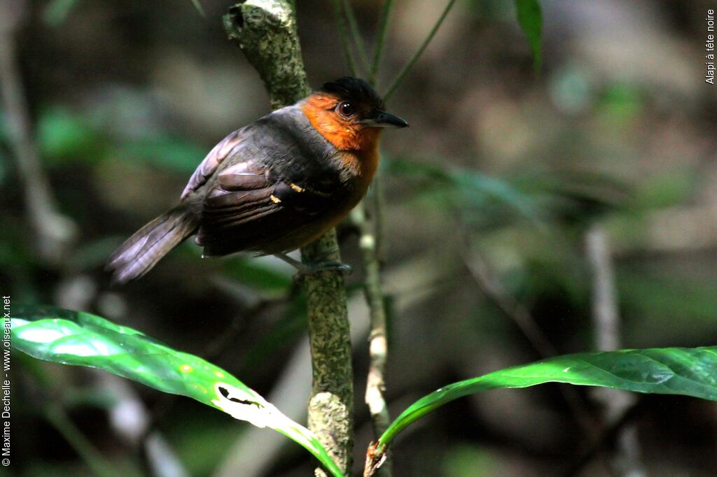 Black-headed Antbird female