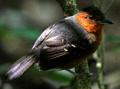 Black-headed Antbird