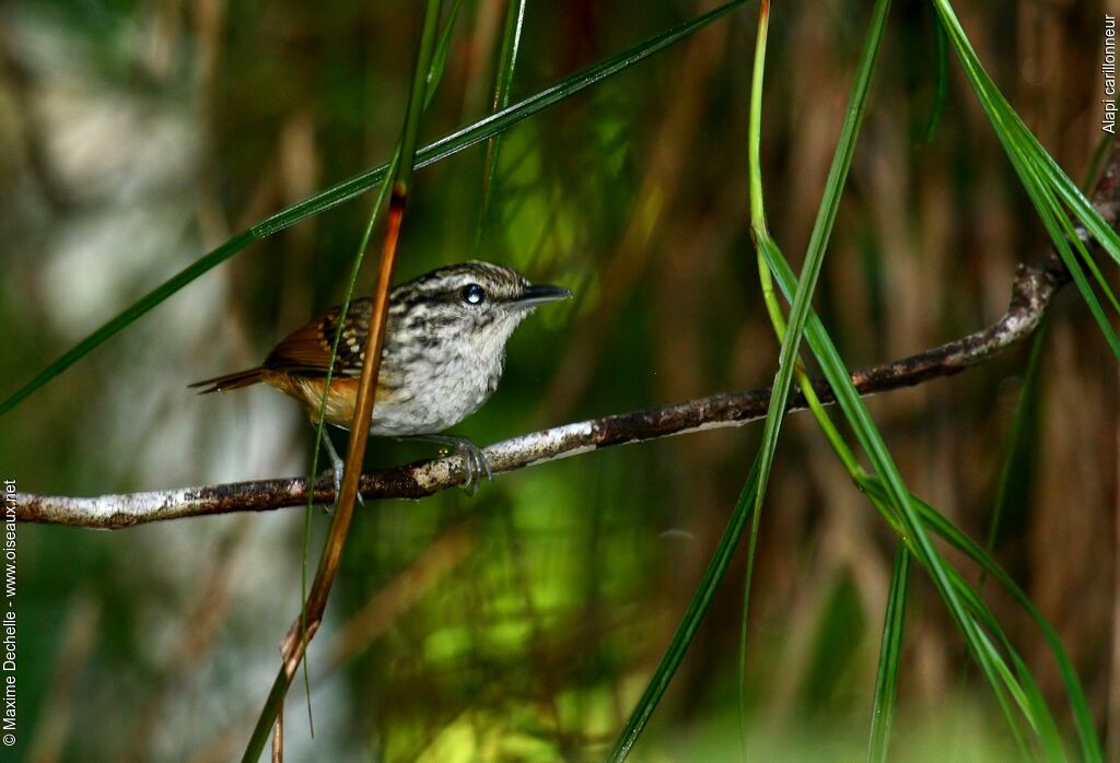 Guianan Warbling Antbird