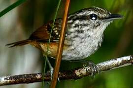 Guianan Warbling Antbird