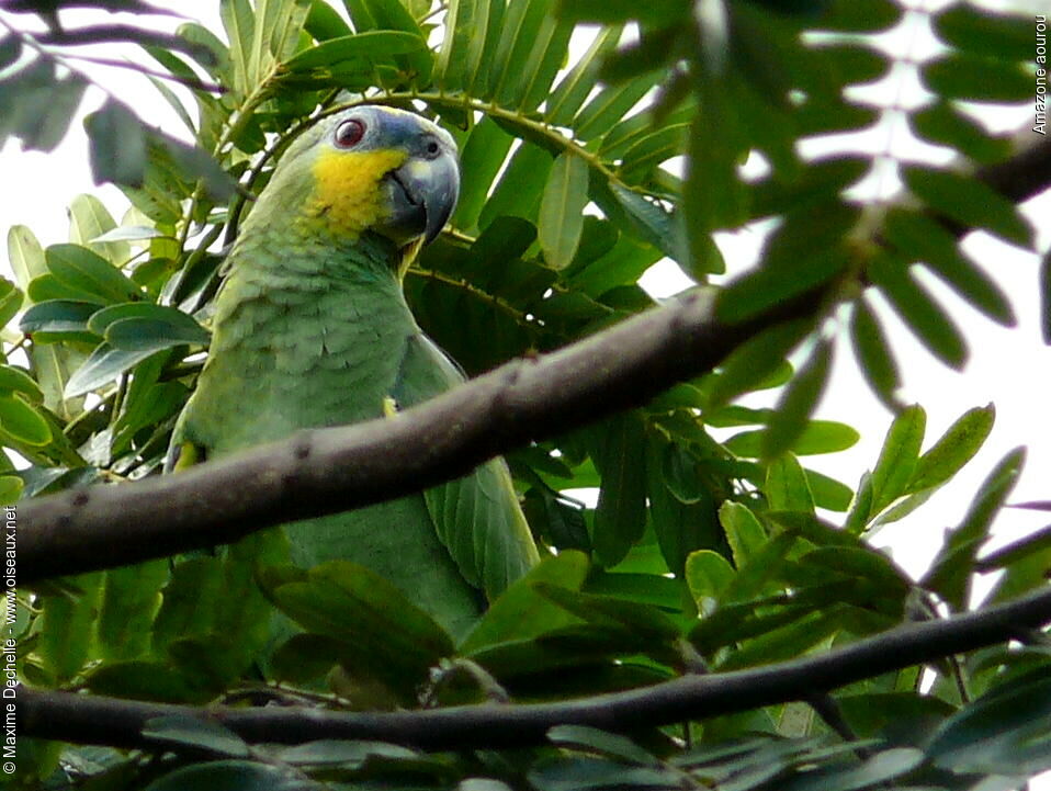 Orange-winged Amazon