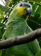 Orange-winged Amazon