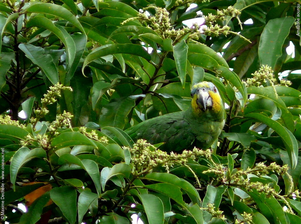 Orange-winged Amazon