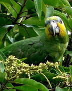 Orange-winged Amazon