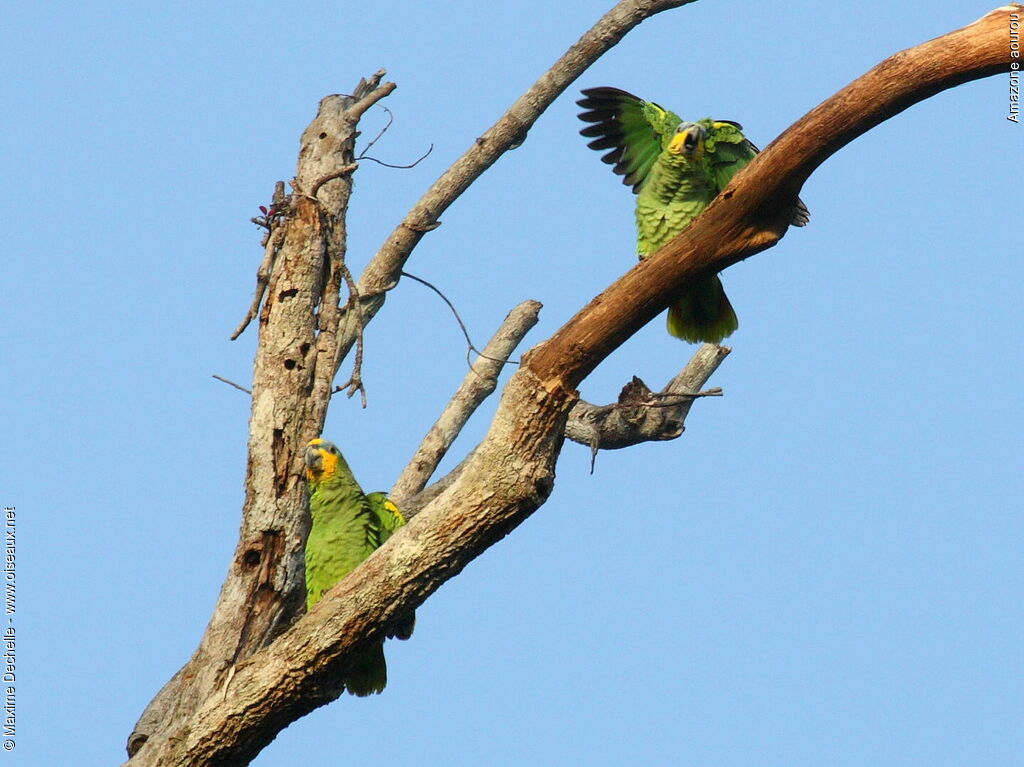 Orange-winged Amazon adult