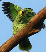 Orange-winged Amazon