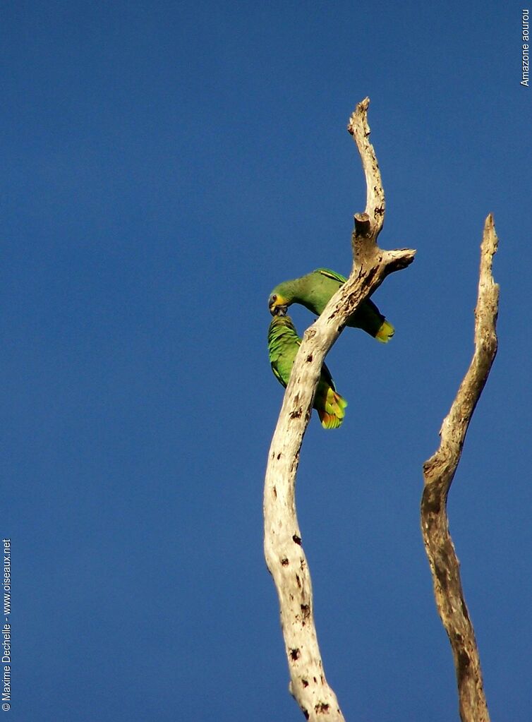 Orange-winged Amazon adult, Behaviour