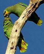 Orange-winged Amazon