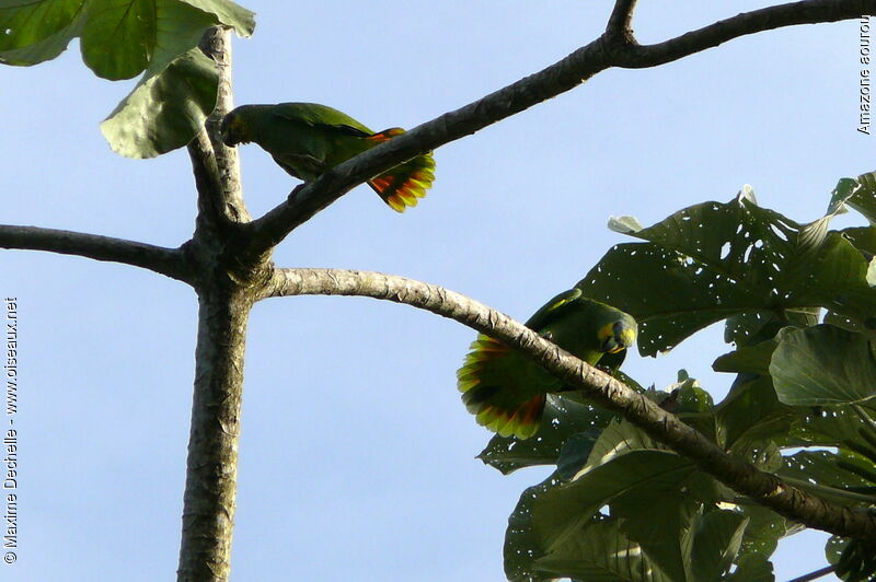 Orange-winged Amazon adult, Behaviour