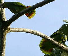 Orange-winged Amazon