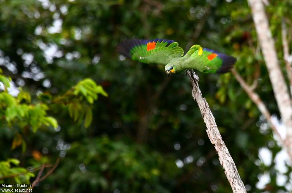 Orange-winged Amazonadult, aspect, pigmentation, Flight