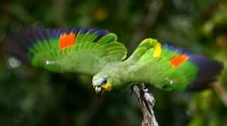 Orange-winged Amazon