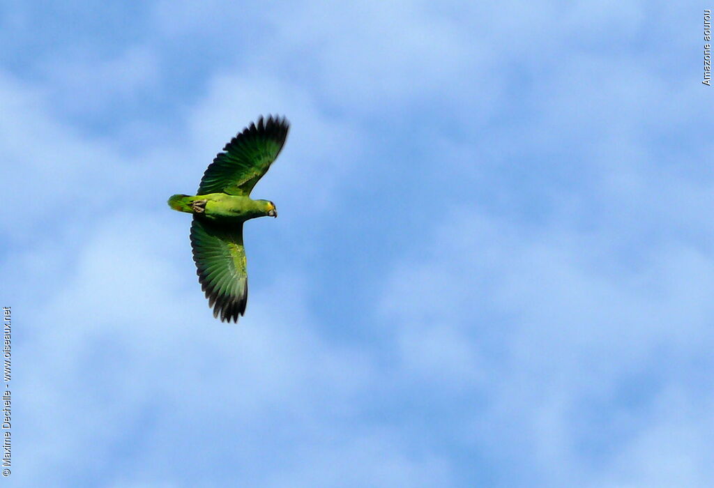 Orange-winged Amazon, Flight