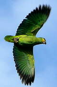 Orange-winged Amazon