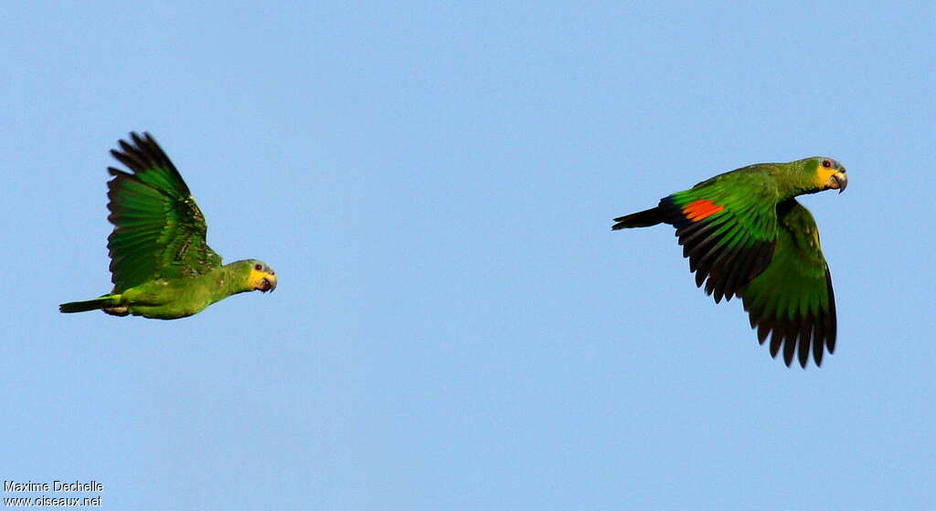 Orange-winged Amazonadult, pigmentation, Flight