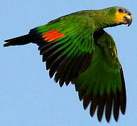 Orange-winged Amazon