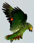 Orange-winged Amazon