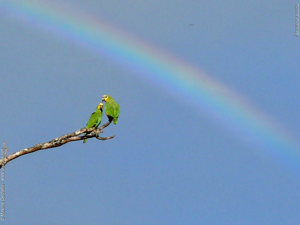 Orange-winged Amazon 