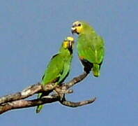 Orange-winged Amazon